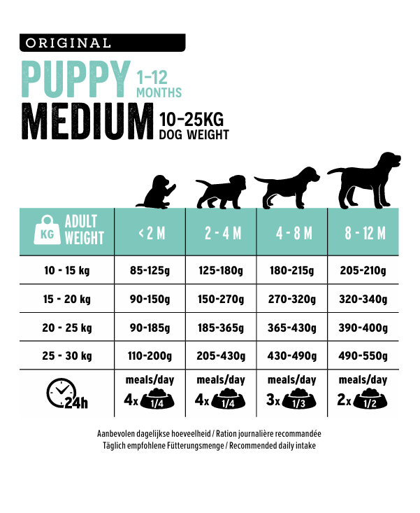 Medium Puppy