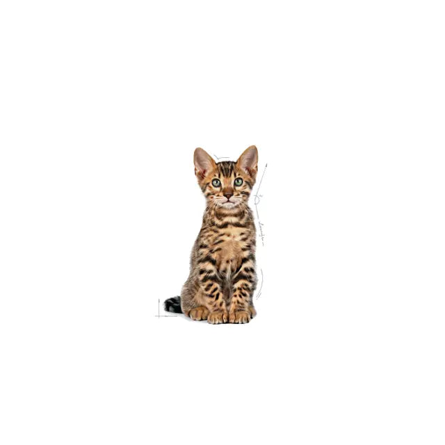 Kitten Sterilized Dry Cat Food
