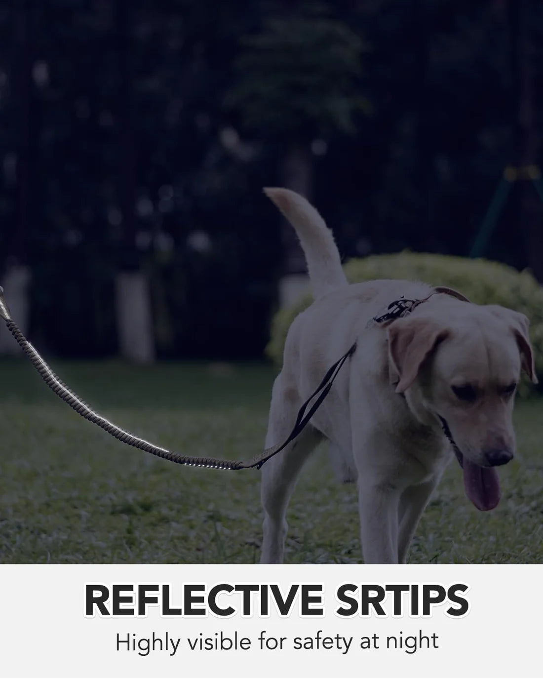 Dog on a leash with reflective strips at night, text 'Reflective Strips Highly visible for safety at night'.