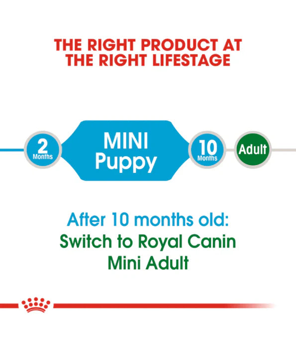 Mini Puppy